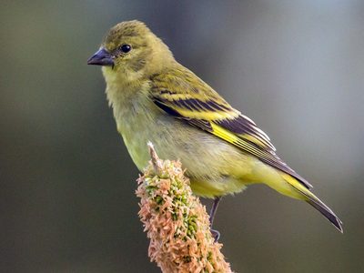 Curiosidades del Cabecita Negra, el pájaro pariente del jilguero que habita en ciudades