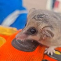 Rescataron a un monito de monte en Neuquén luego de hallarlo en la zona petrolera de Añelo