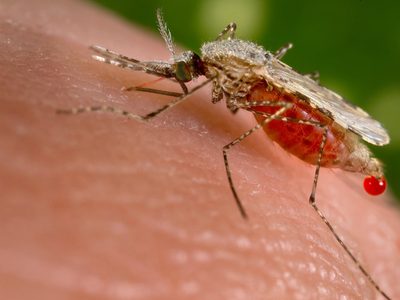 Insólito: dos mosquitos ayudaron a resolver el caso de un robo en China