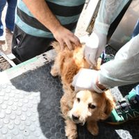 El socialismo propuso la creación del Registro Único Digital de Animales de Compañía