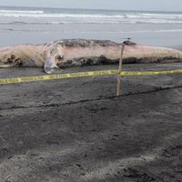 Queda varada otra ballena gris en playa de Ensenada; es la segunda en menos de 15 días