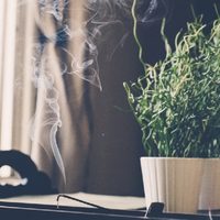 Según el Feng Shui, la planta milagrosa que tenés que usar en este ritual para atraer la fortuna