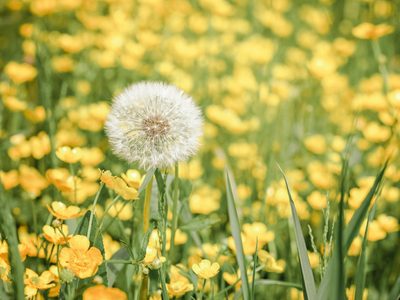 Odiada por muchos, pero poderosa: la planta que crece como yuyo en tu jardín y es oro puro para tu salud