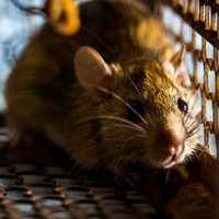 “Esto es una pesadilla”: Australia inundada por una plaga de ratas y ratones