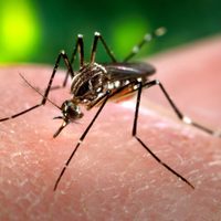 Alerta dengue: aumentan los casos en todo el país