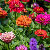 No la pises más: la planta con bellas flores que es súper fácil de mantener y atrae muchas mariposas a tu jardín
