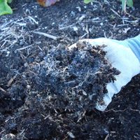 El motivo por el cual la tierra de tus plantas se vuelve blanca
