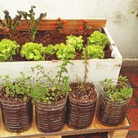 Huerta en septiembre: las plantas ideales para sembrar y aprovechar al máximo la temporada