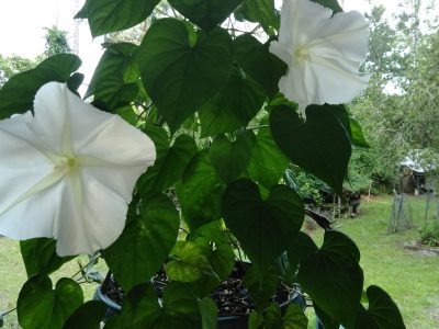 La planta que se banca todo el sol en el verano y regala las flores más hermosas por la noche