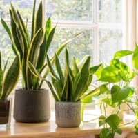 3 plantas que no deberías tener en tu casa si querés abundancia y buena fortuna