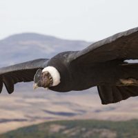 Curiosidades del cóndor andino, patrimonio natural de Sudamérica