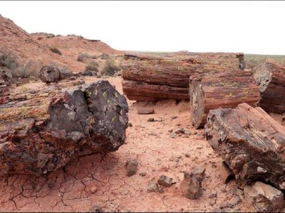 Comisión de Fomento de El Sauce avaló declarar patrimonio cultural al bosque petrificado