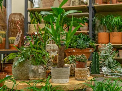 Prepará tu jardín con tiempo: las plantas de bajo mantenimiento que lo aguantan todo incluso el sol y el calor