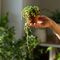 La planta perfecta para el invierno: así tenés que cuidarla para que esté hermosa toda la temporada