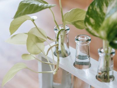 El enraizador casero de 2 ingredientes que hace crecer los esquejes de tus plantas en un par de días