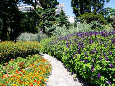Conocé las plantas perfectas para sembrar en los bordes de tu jardín o en caminerías