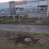 Denuncian que el hipermayorista Makro no cumple con la ordenanza y plantó un árbol