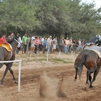 La Policía frustró la realización de carreras clandestinas de caballos en Centenario
