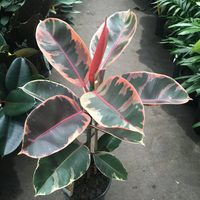 La curiosa planta que avisa cuando necesita agua y que embellece cualquier rincón de tu hogar
