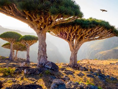 Socotra: la isla paradisíaca que parece de otro planeta