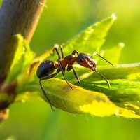 No lo vas a creer: las plantas de pocos cuidados que ahuyentan de forma defintiva a las hormigas de tu jardín