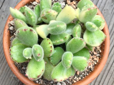 Cotyledon tomentosa o Patita de Oso: cómo hacer que florezca y se multiplique esta tierna suculenta