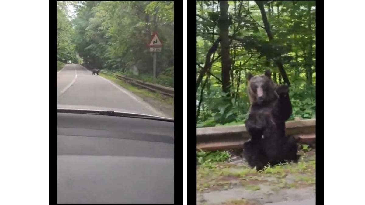 Oso "saluda" a automovilista