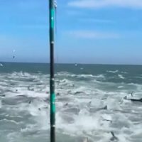 Decenas de tiburones rodean y aterrorizan a pescadores (Video)