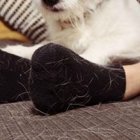 Si tu ropa está repleta de pelo mascota, quítalo con este trucazo que pocos conocen