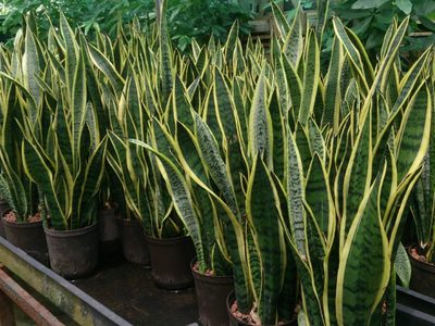 El truco más efectivo para propagar tu sansevieria o "lengua de suegra" y que te dé muchas plantas