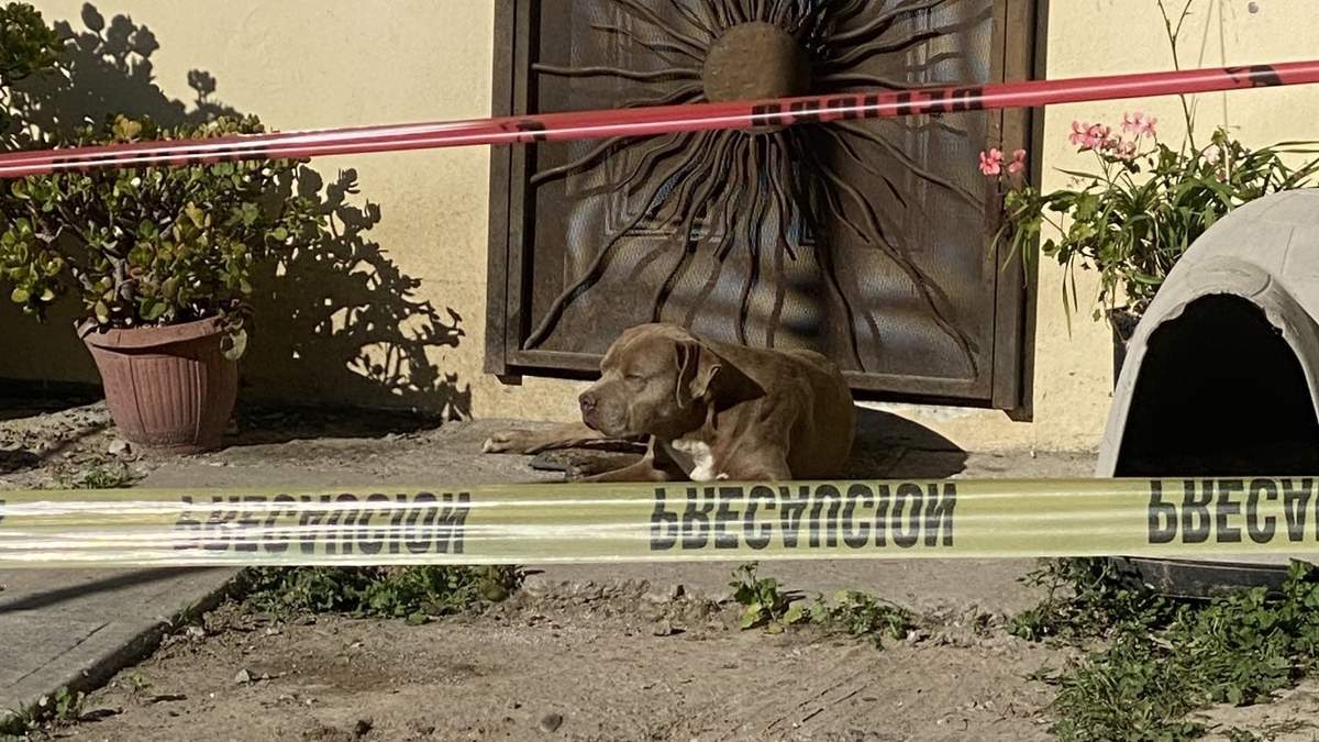 Chato, el perro que rescató la periodista Lourdes Maldonado
