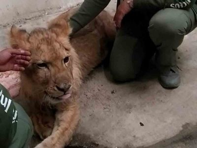 Kiro, el cachorro de león rescatado en Ecatepec fue trasladado a la Fundación Invictus en Pachuca