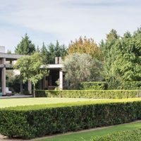 Si querés crear un muro o cerco natural, estas 3 plantas son perfectas y fáciles de cuidar