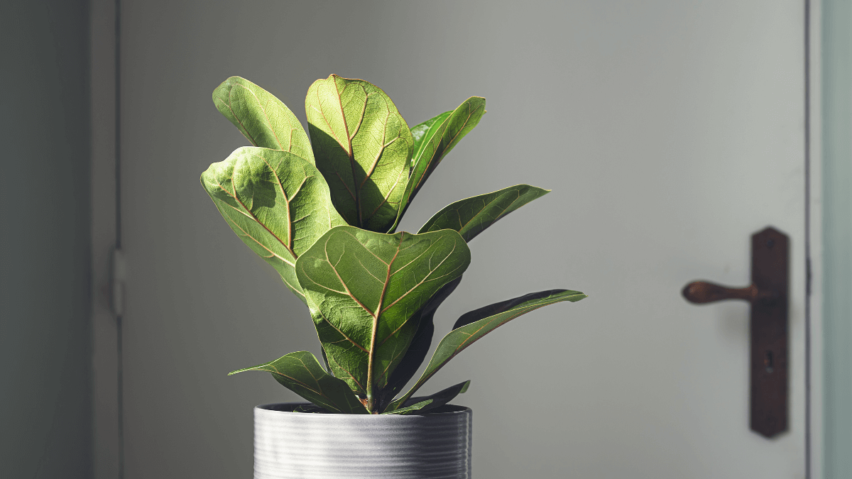 Plantas. Fuente: (X)