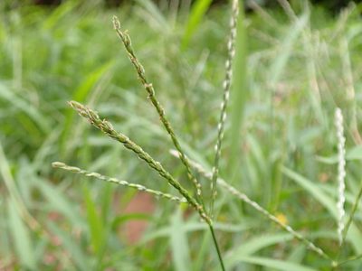 La poderosa planta que pocos conocen y que es un tesoro para la salud de los hombres