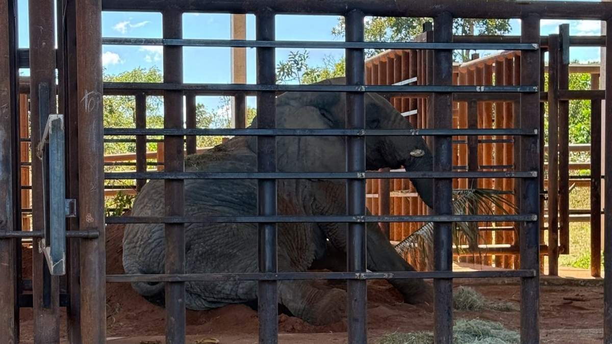 La elefanta Kenya llegó al santuario de Brasil