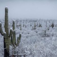 En emergencia 38 municipios sonorenses por 'heladas" y 'severas nevadas"