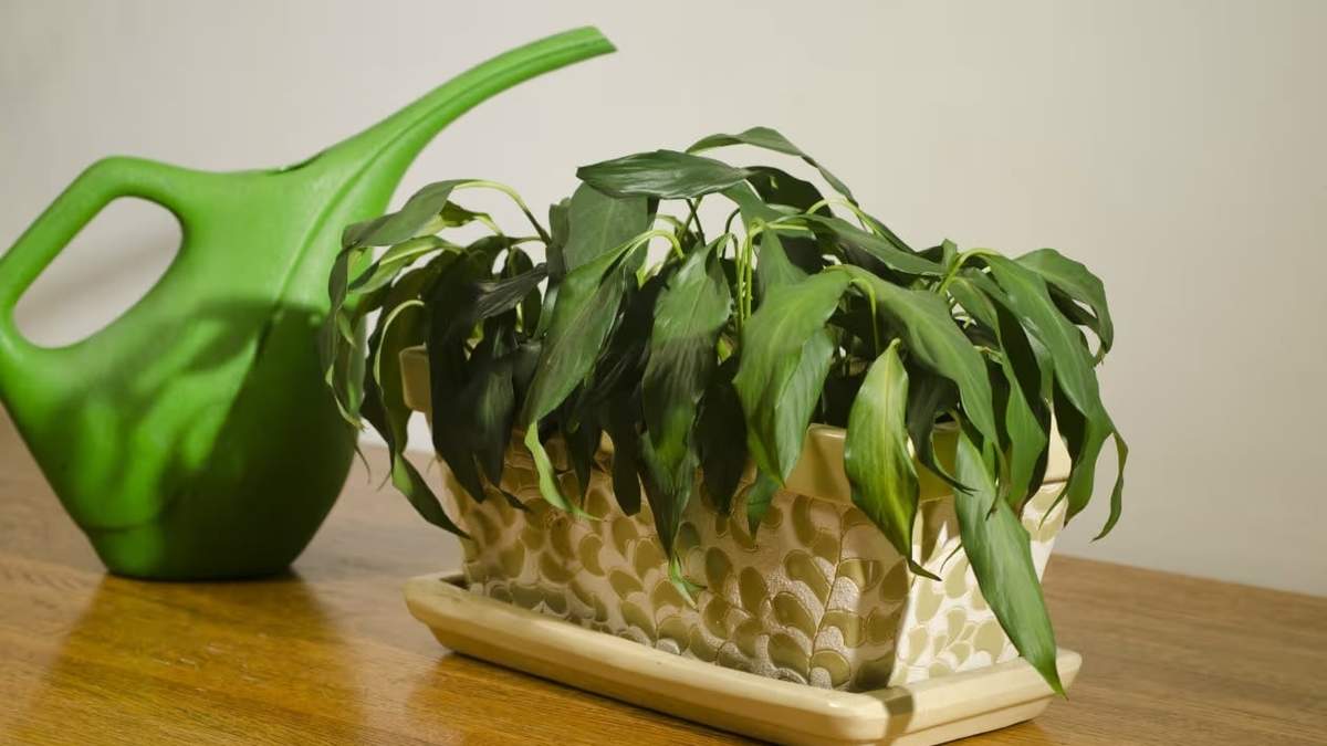 Planta marchita. Fuente: (X)