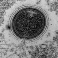 El calentamiento global aumenta el riesgo de futuras epidemias