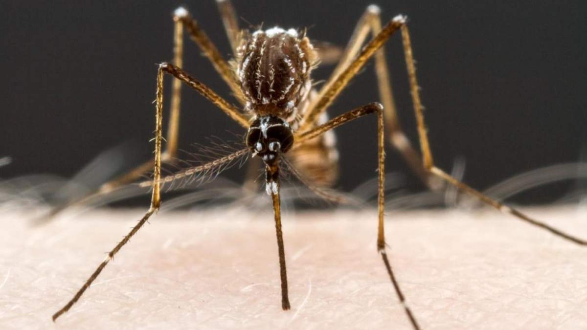 Dengue. Fuente: (Twitter)