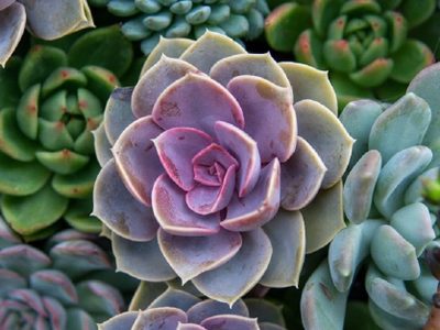 Conocé algunas de las suculentas que aman el Invierno y "despiertan" su belleza en esta temporada
