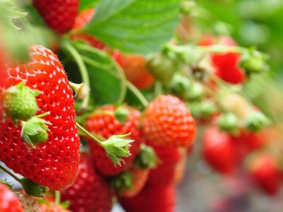 No tires los cabitos de las frutillas y usalos para preparar algo riquísimo y elegante