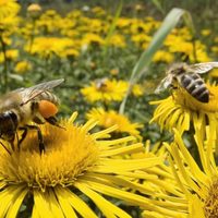 México vive situación "apocalíptica" por pérdida de mil 600 millones de abejas en último cuatrienio: UNAM