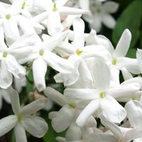 El jazmín que soporta lo que sea y se llena de flores con el perfume más hermoso