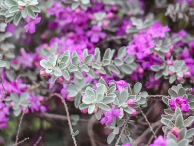 La planta de un particular color, que no necesita cuidados en invierno y que hará que tu jardín brille y se llene de flores