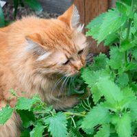 La planta que podés cultivar en tu jardín y que volverá loco de felicidad a tu gato