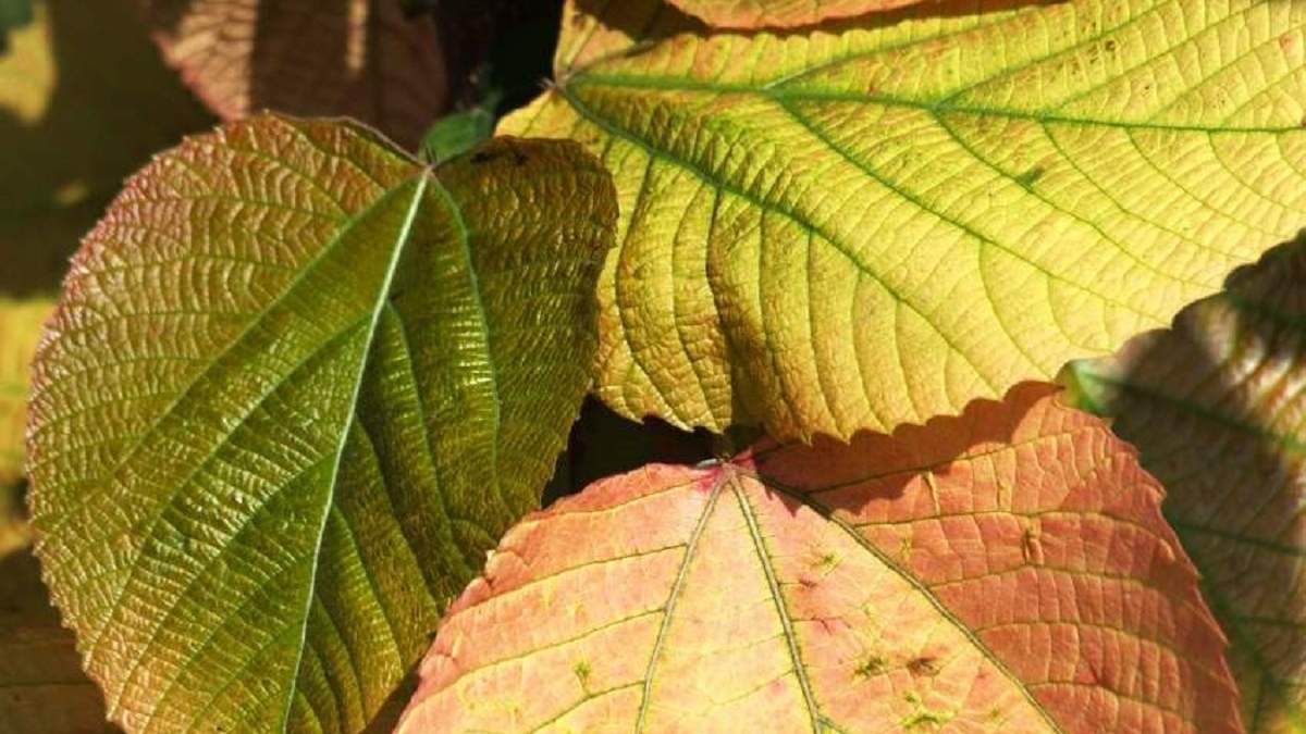 Plantas. Fuente: (El Español)