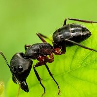 Con 2 ingredientes naturales y en 2 segundos: eliminá para siempre las hormigas de tu jardín