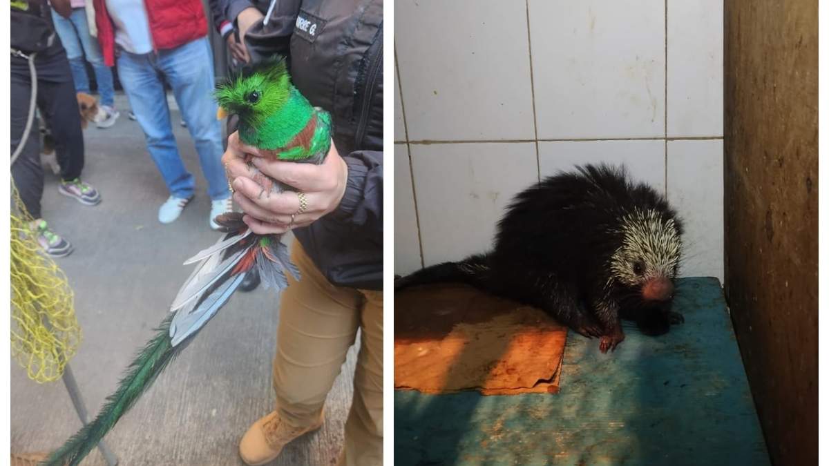El quetzal y el puercoespín rescatados