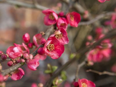 La planta que llena de color tu jardín en invierno con su explosión de flores y que es resistente a las temperaturas extremas